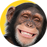 Bongo, our chimp intern